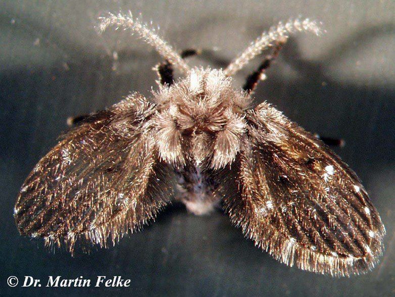 Schmetterlingsmücken