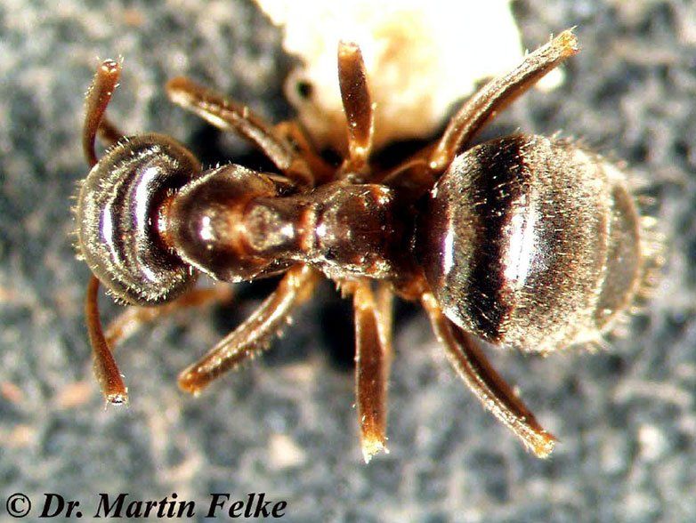 Schwarzgraue Wegameise