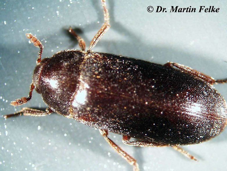 Speckkäfer