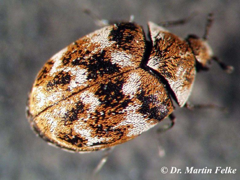 Wollkrautblütenkäfer