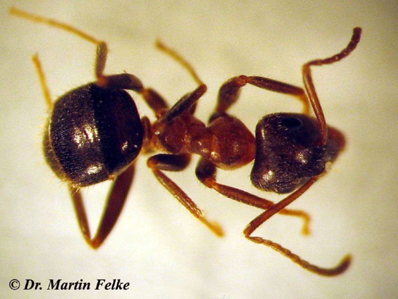 Zweifarbige Wegameise