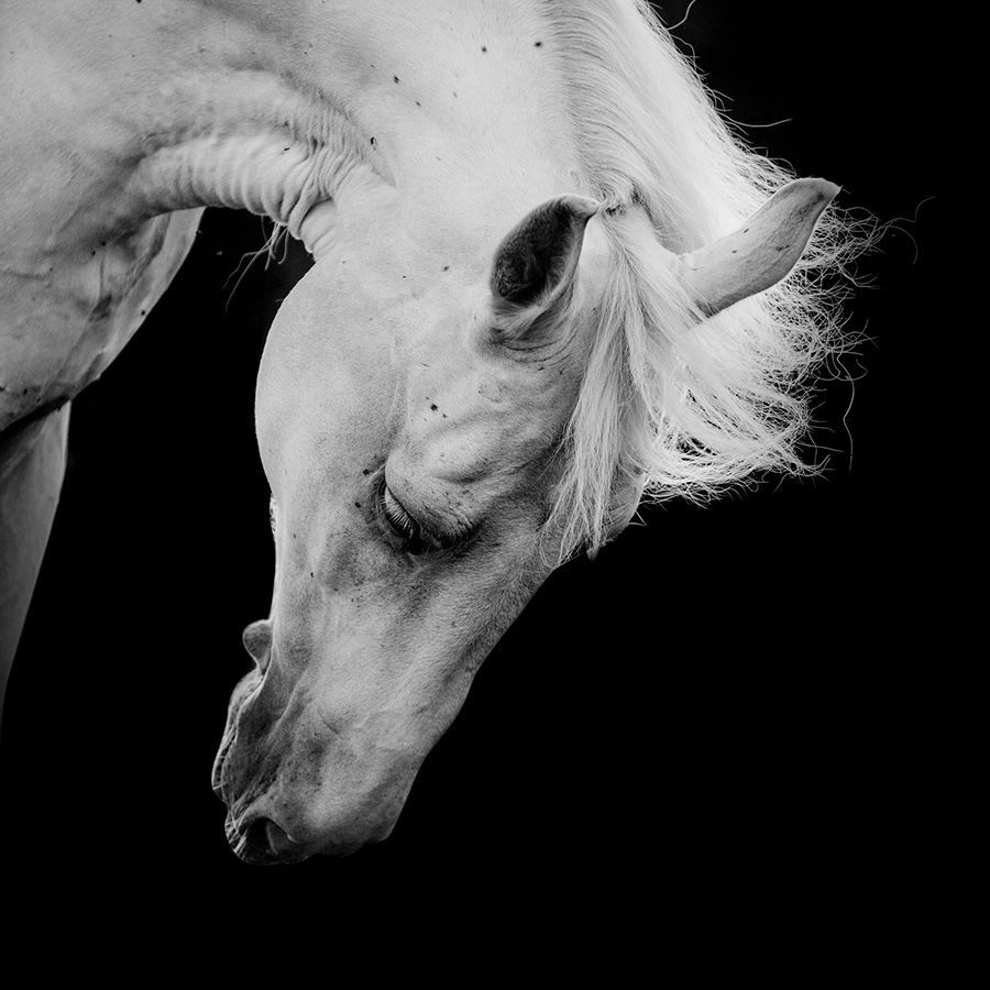 Une photo en noir et blanc d'un cheval blanc sur fond noir
