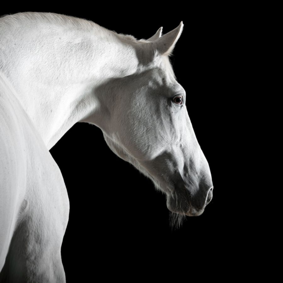 Un gros plan d'une tête de cheval blanc sur fond noir