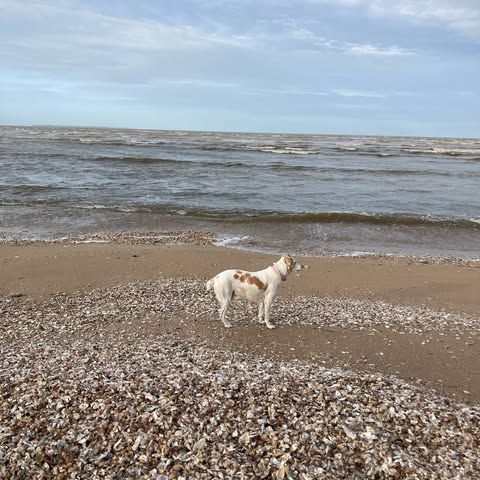 Un chien se tient sur une plage près de l'océan.