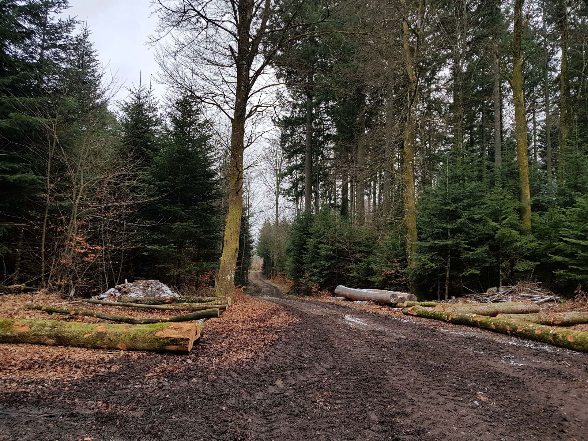 Entreprise forestière à Gimel - Dubugnon SA