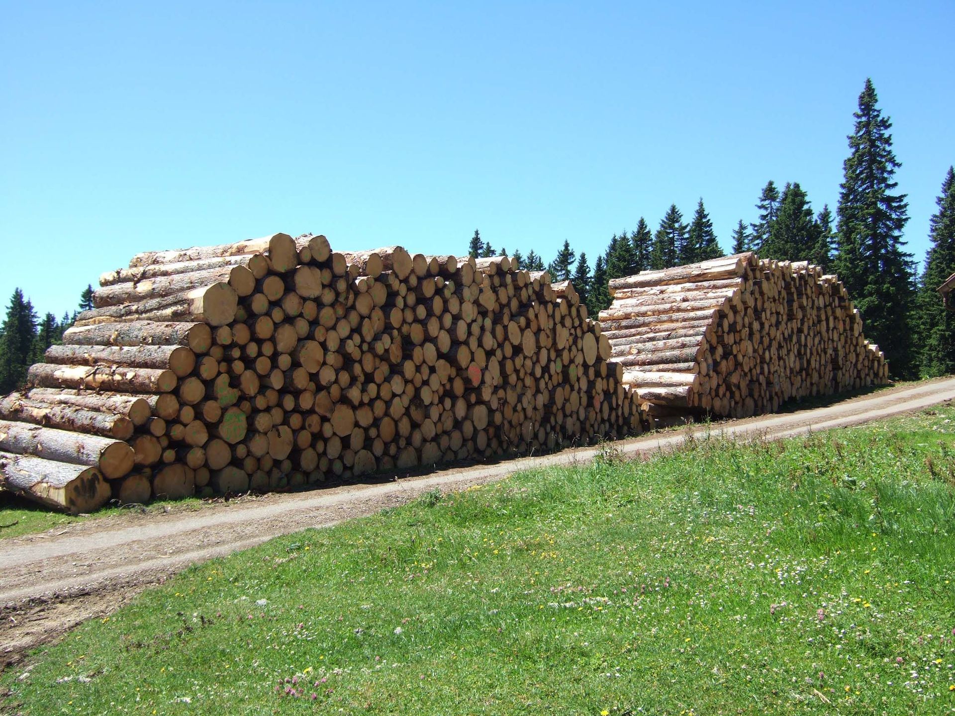Entreprise forestière à Gimel - Dubugnon SA