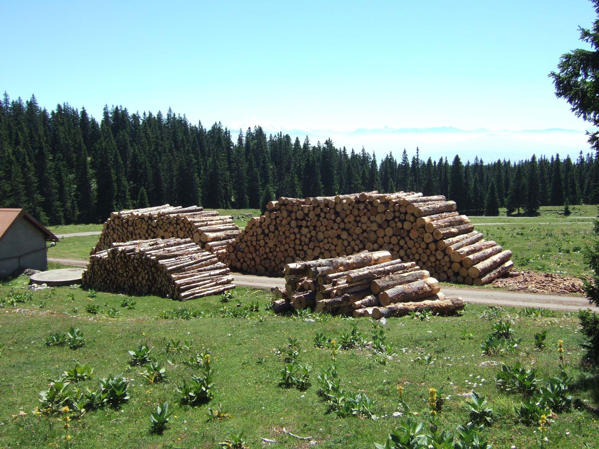 Entreprise forestière à Gimel - Dubugnon SA