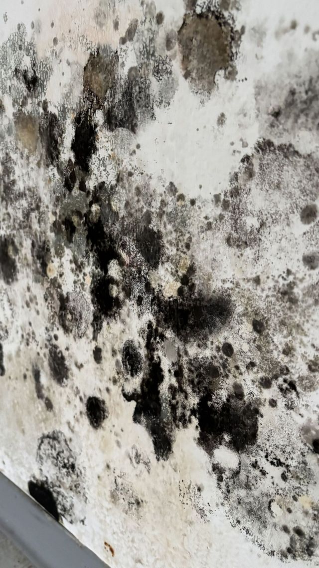 Schimmelbildung an einer Innenwand und einer Deckenecke in der Nähe eines kleinen Fensters, was auf einen Wasserschaden hindeutet.