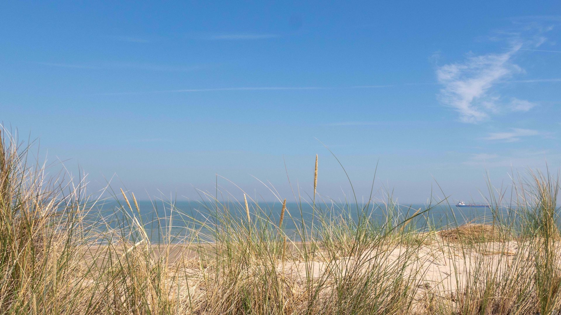 Zandstrand met hoog gras, oceaan en blauwe lucht.
