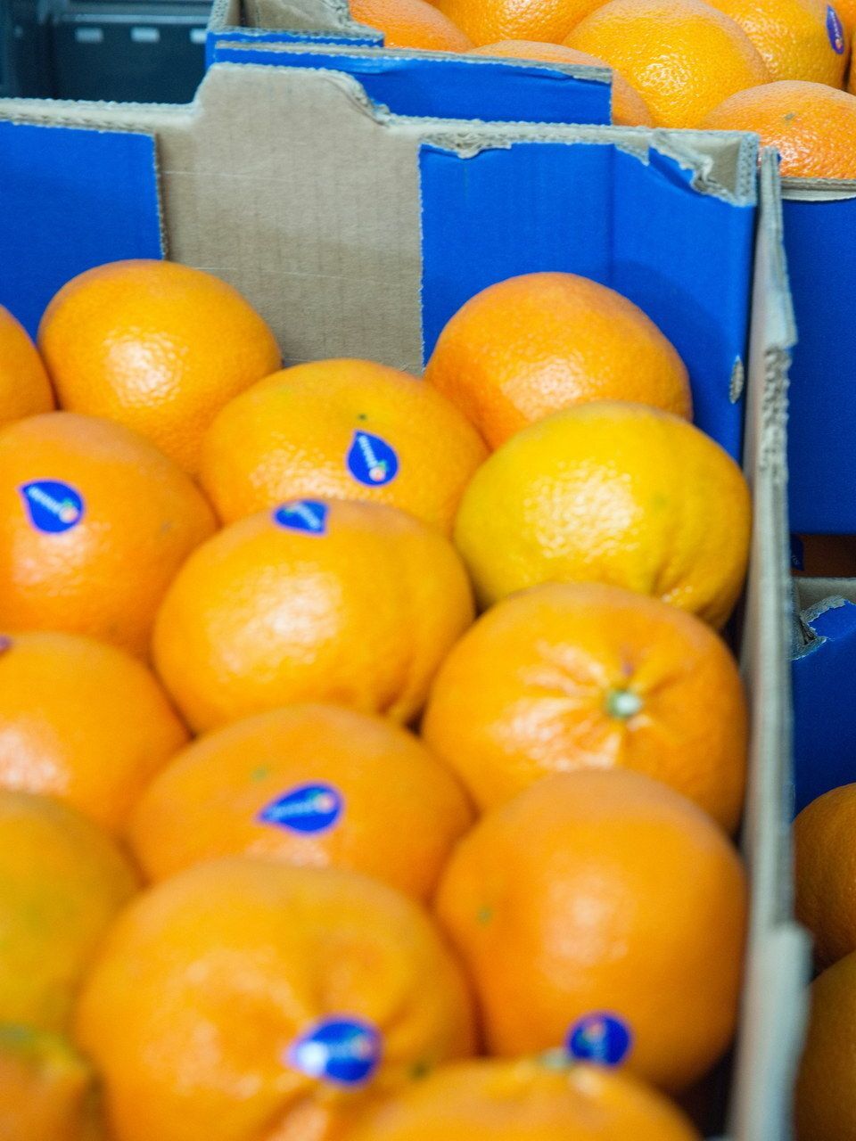 Mandarine Sweet C