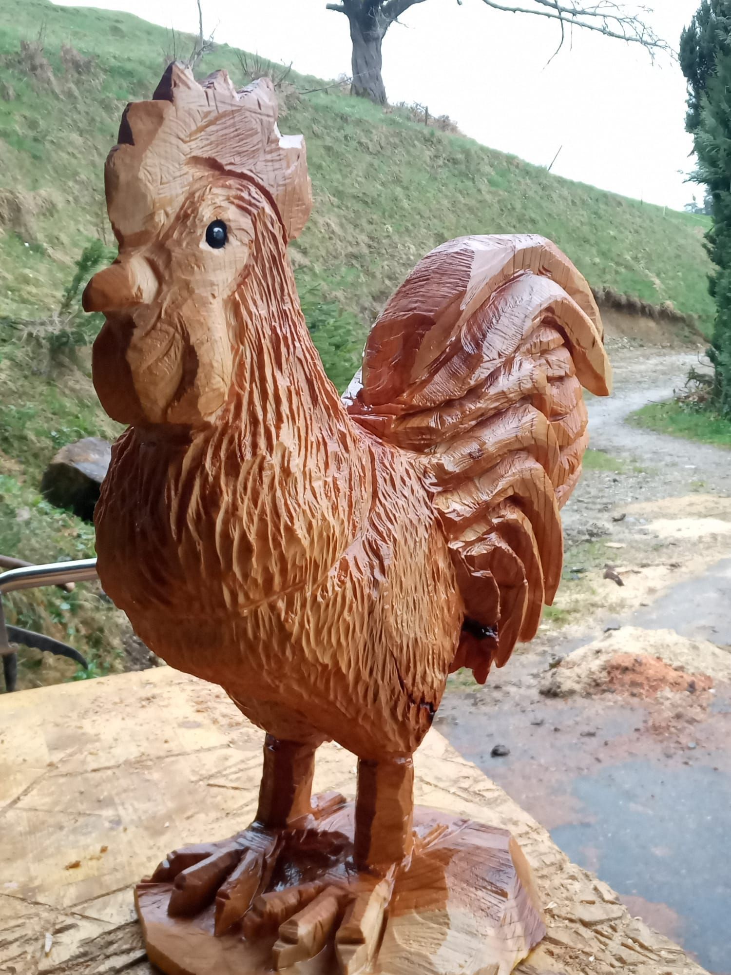 Güggel / Hahn