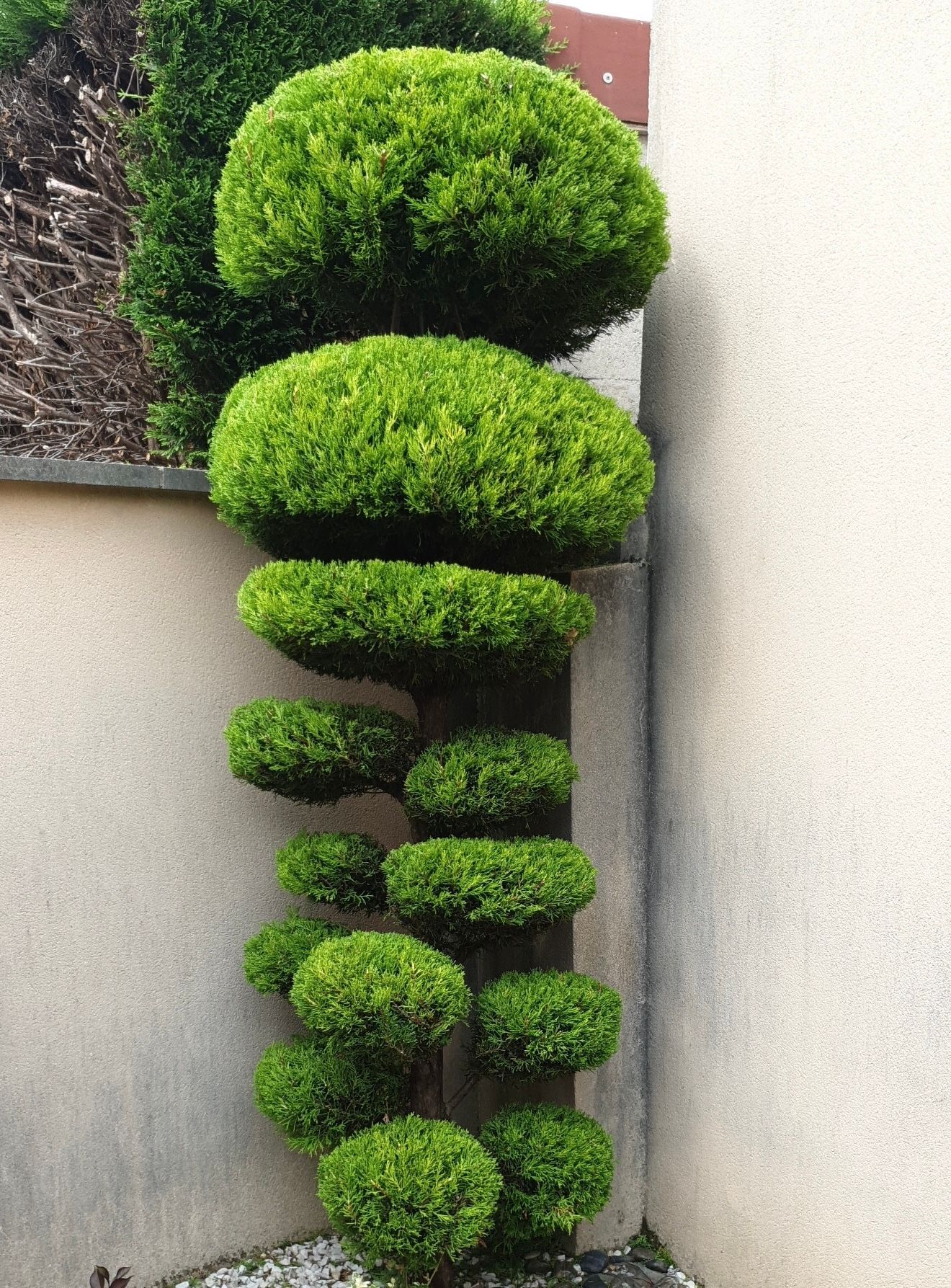 Arbuste topiaire aux boules vertes étagées contre un mur beige dans une allée de jardin étroite