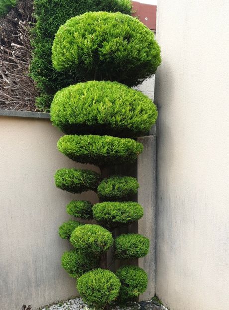 Arbre topiaire aux étages arrondis d'un vert vif, près d'un mur beige et d'une allée.