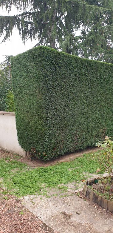 Une haute haie carrée borde un mur et un chemin dans une cour, avec de l'herbe et un arbre au-dessus.