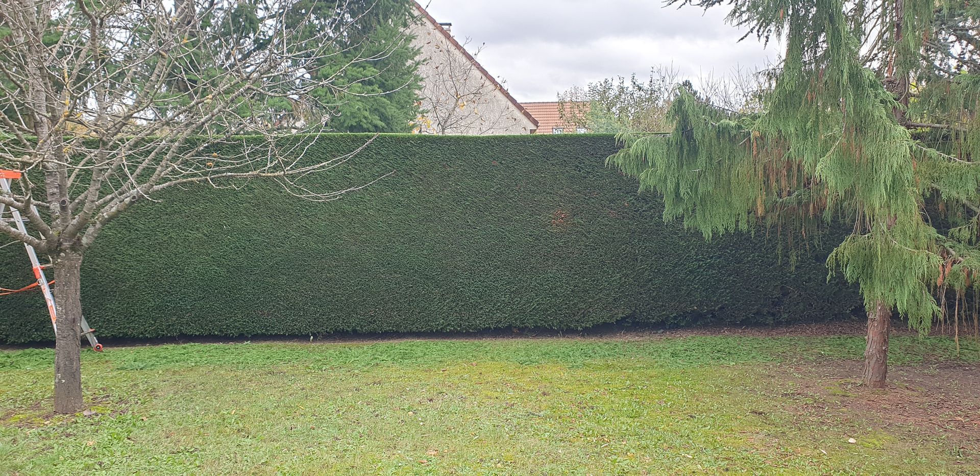 Une haie taillée et des arbres bordent une cour gazonnée avec une maison partiellement visible derrière.