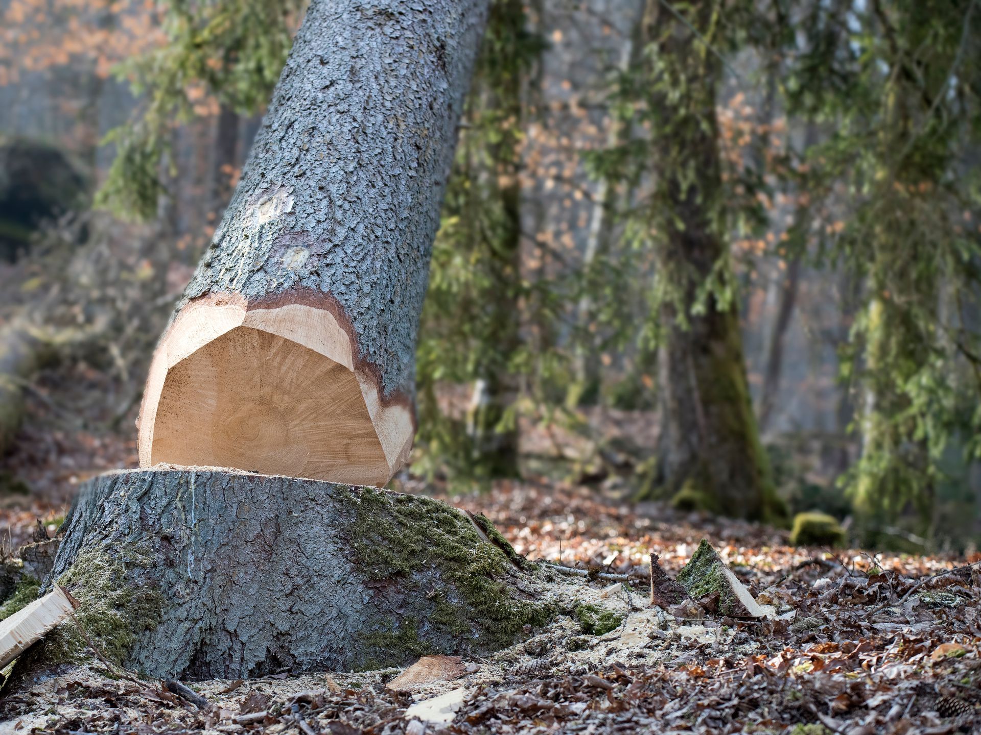 Tronc d'arbre partiellement coupé avec des marques de scie fraîches dans une zone boisée
