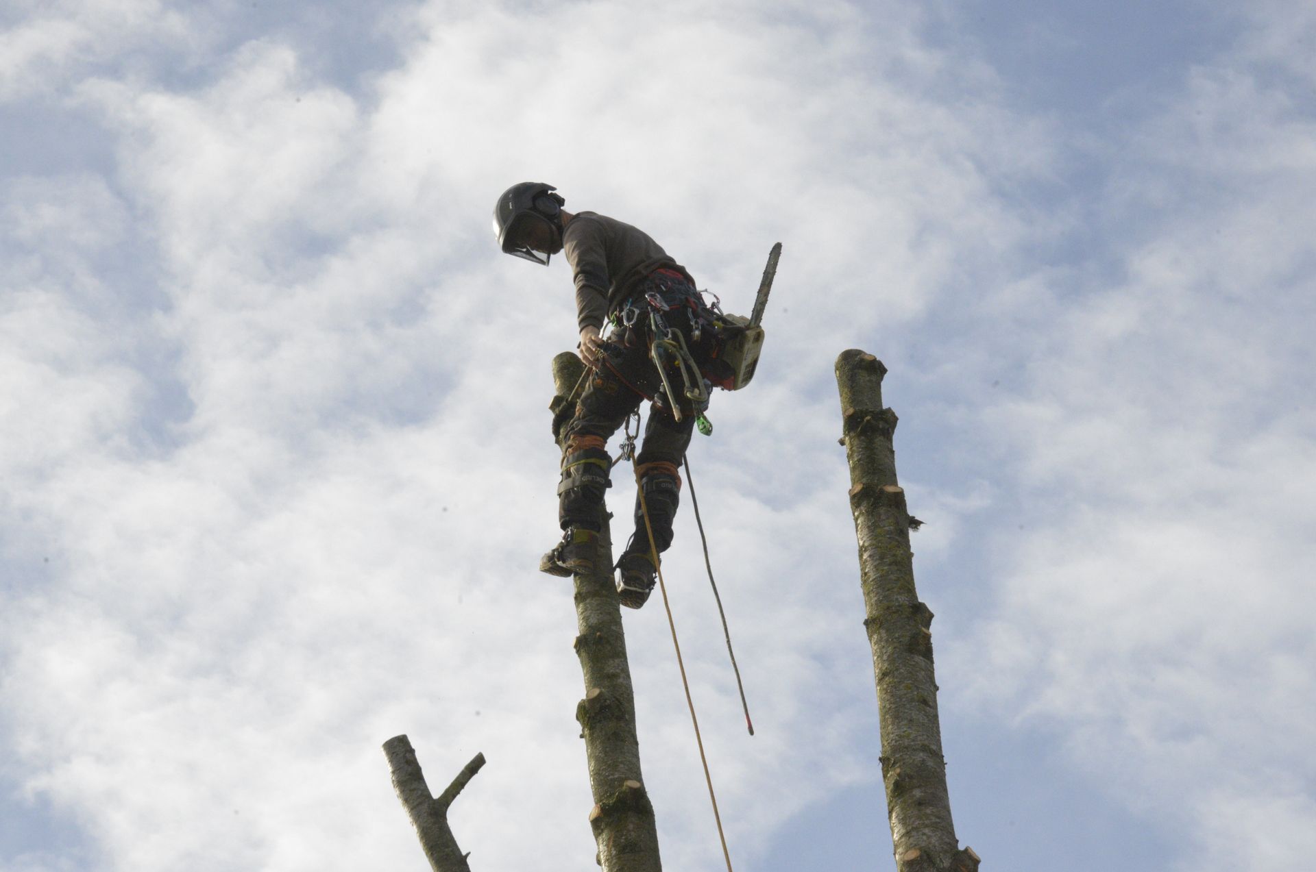 Une personne, harnachée, se tient au sommet d'un grand arbre, sur fond de ciel nuageux.