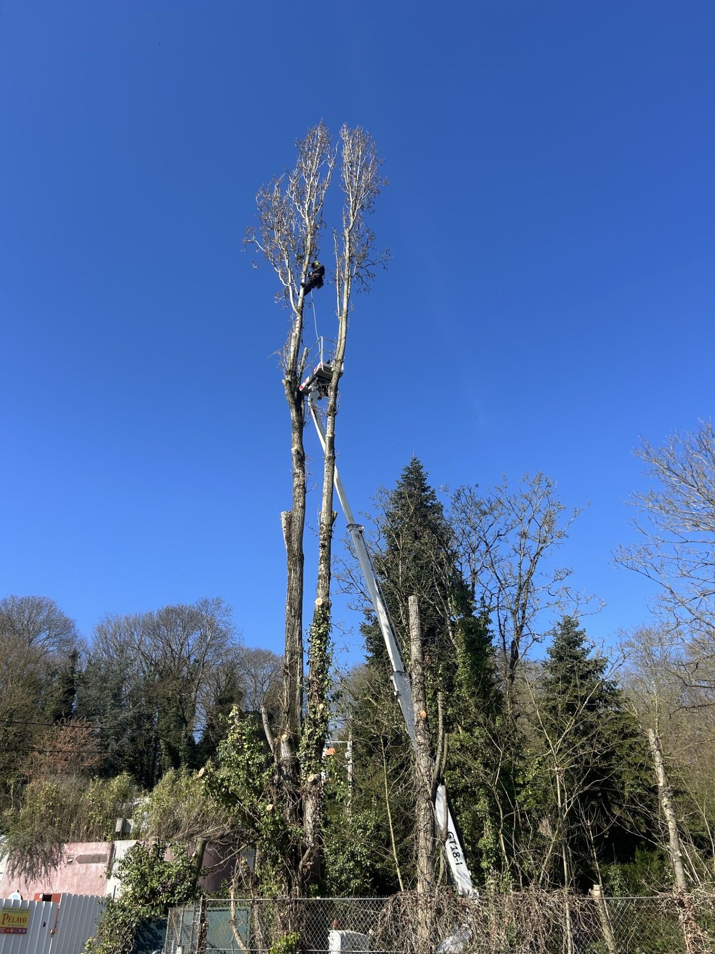 De grands arbres dénudés se détachent sur un ciel d'un bleu éclatant dans un espace extérieur aménagé.