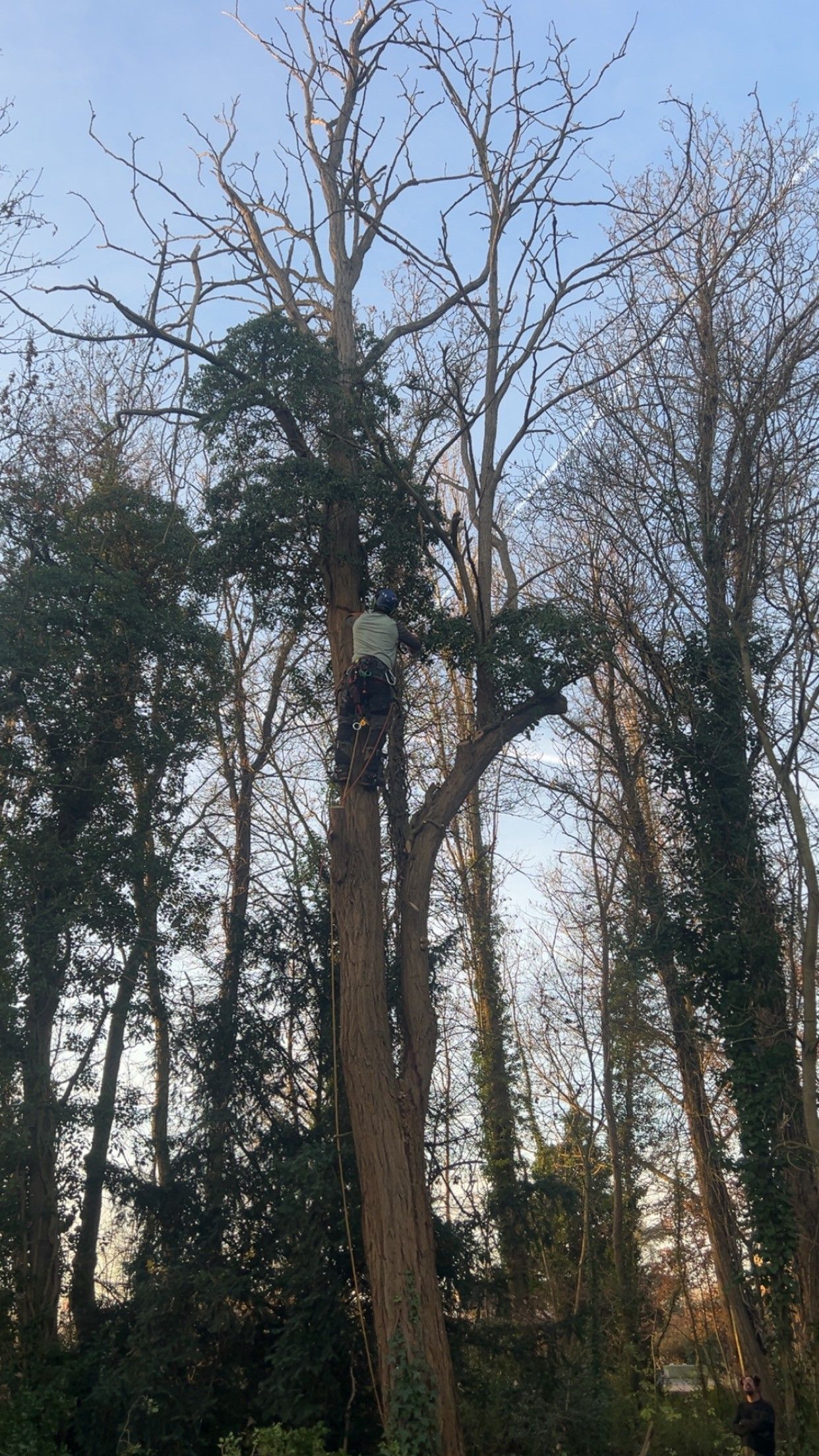 Abattage en forêt