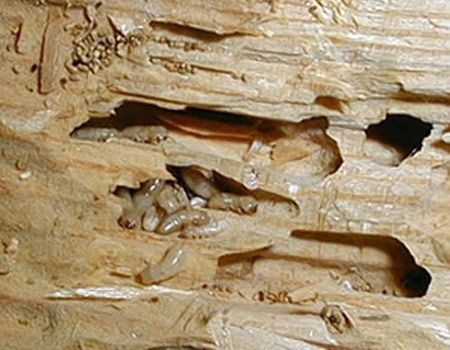 Traitement du bois contre les insectes - DémousseToit