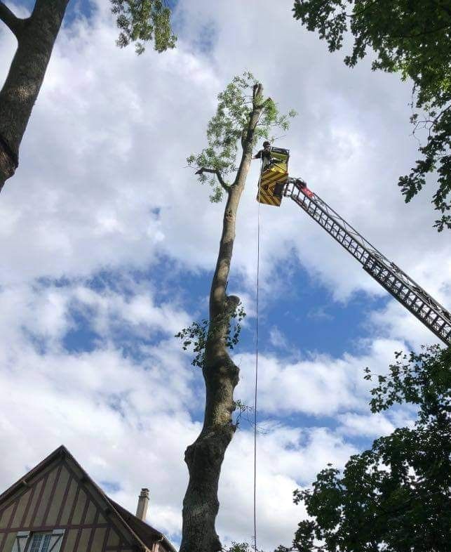 Élagage de grand arbre