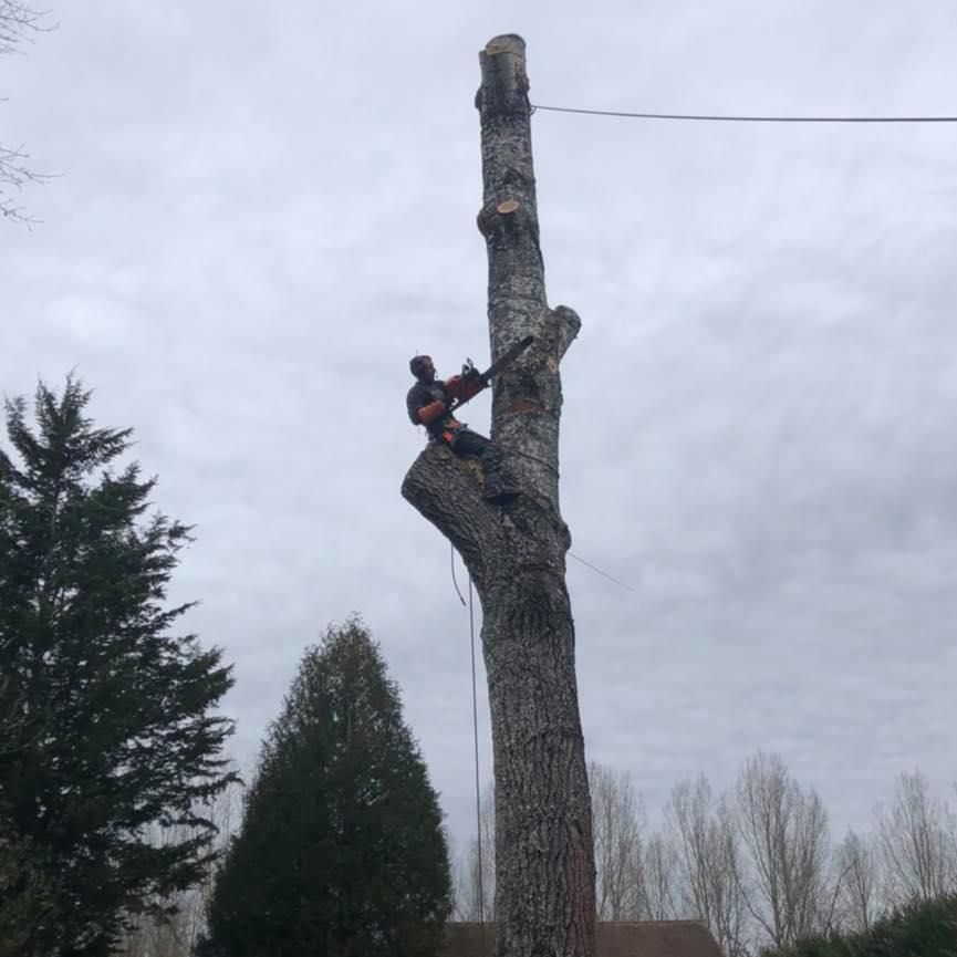 Travaux en cours d'abattage