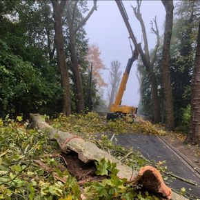 Élagage autour d'une route