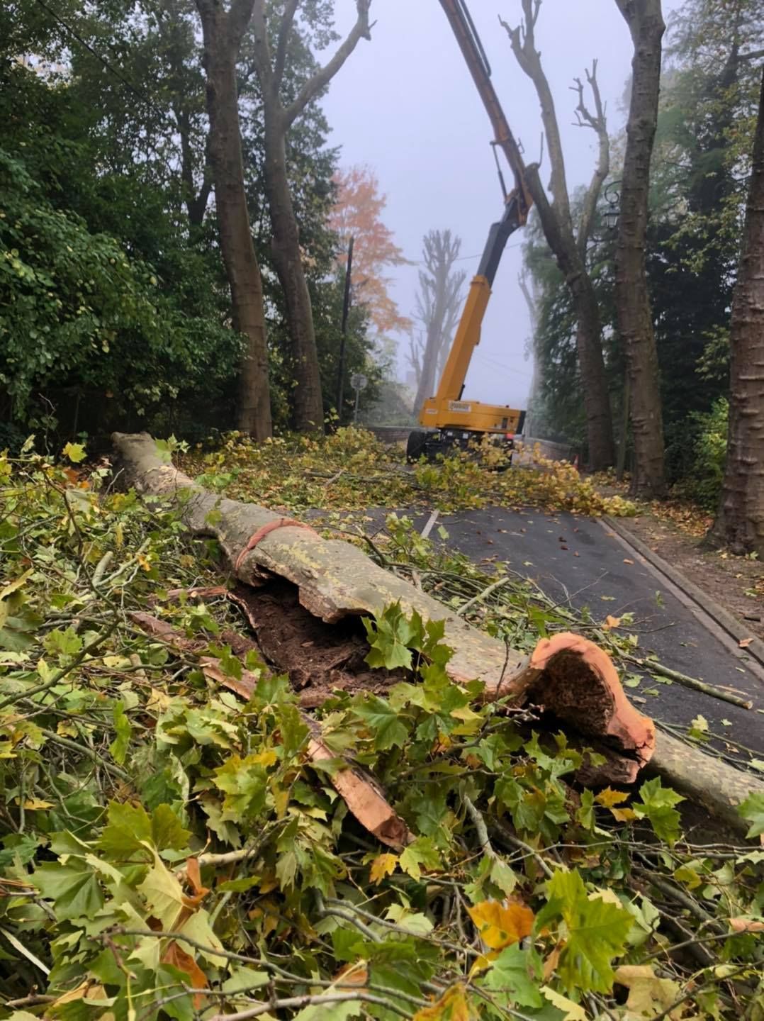 Élagage  en fond d'image