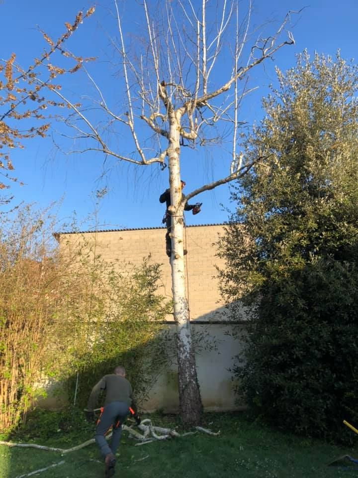 Élagage d'un grand arbre