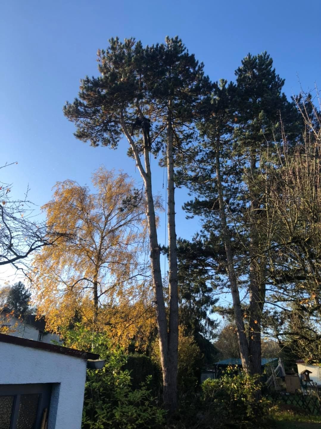 Travaux d'élagage en hauteur