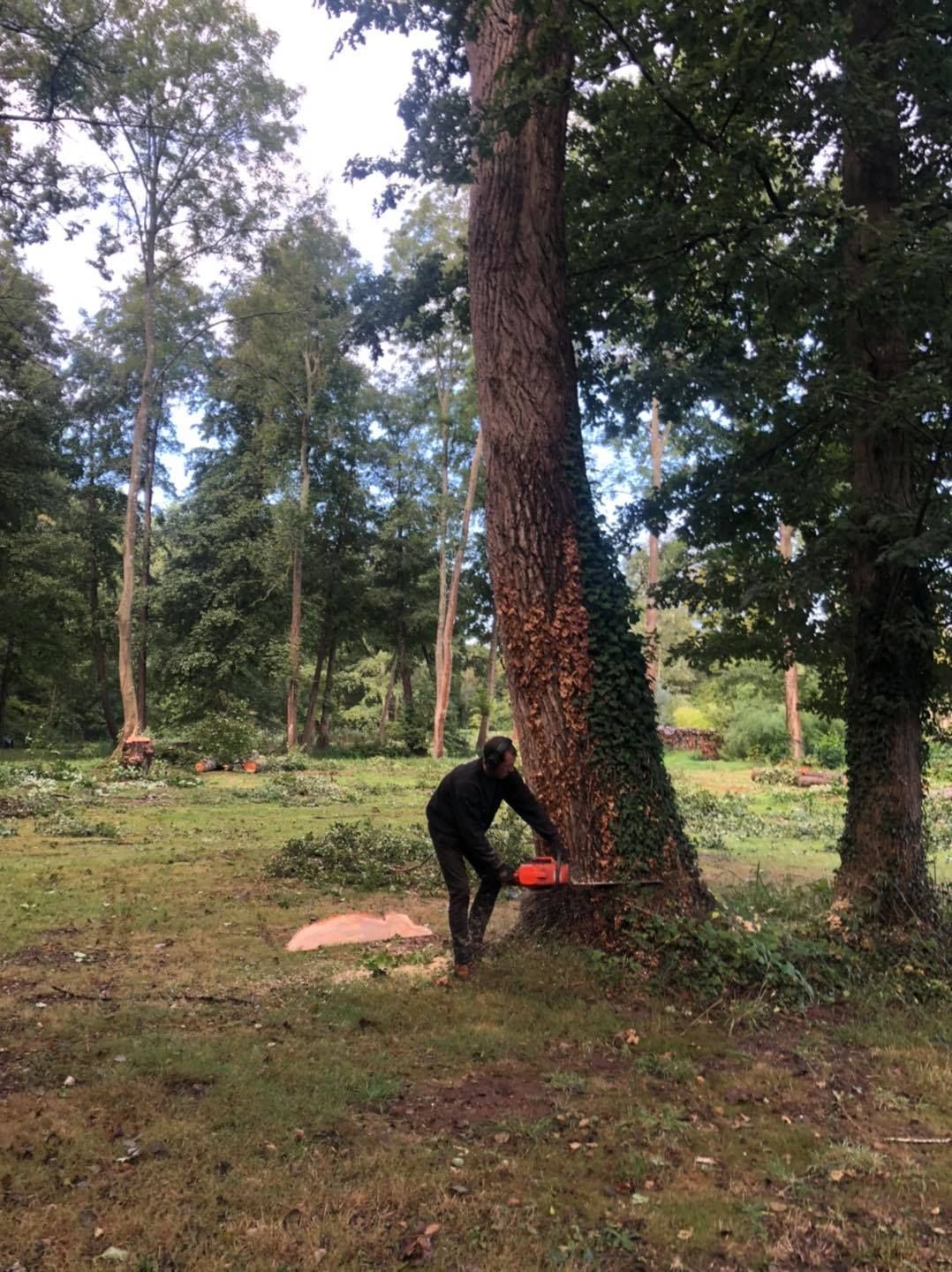Abattage d'arbre en cours