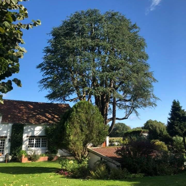 Élagage d'arbre et entretien de jardin