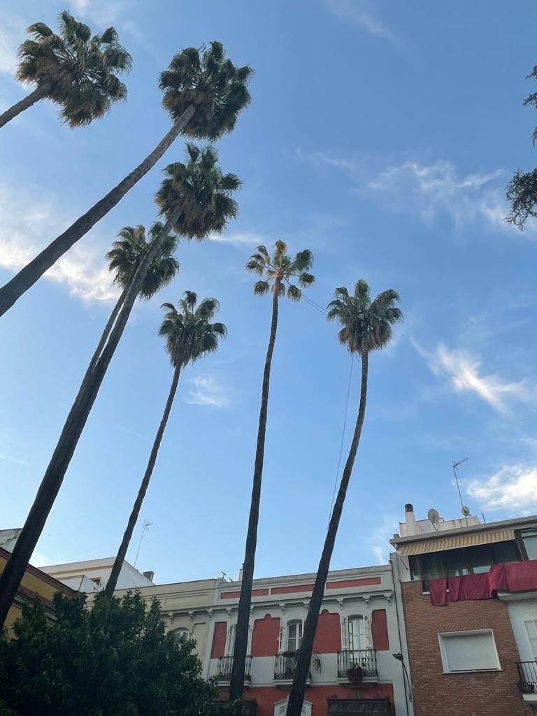 Una hilera de palmeras contra un cielo azul