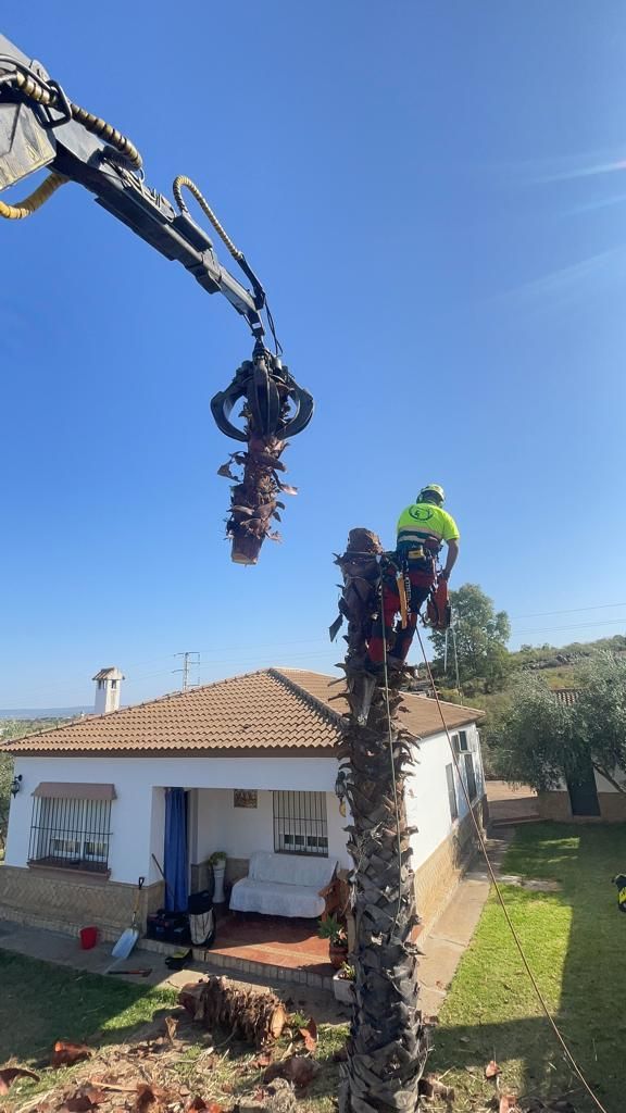 Un grupo de hombres está talando un árbol frente a una casa.