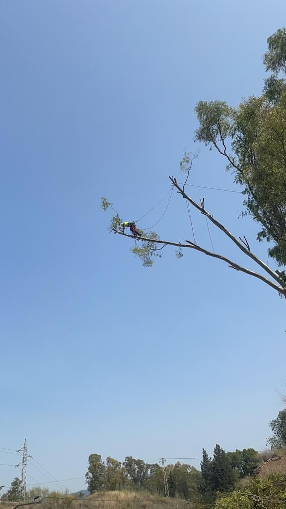 Un pájaro está posado en la rama de un árbol contra un cielo azul.