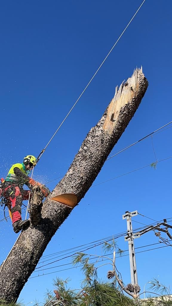 Un hombre está cortando un árbol con una motosierra.