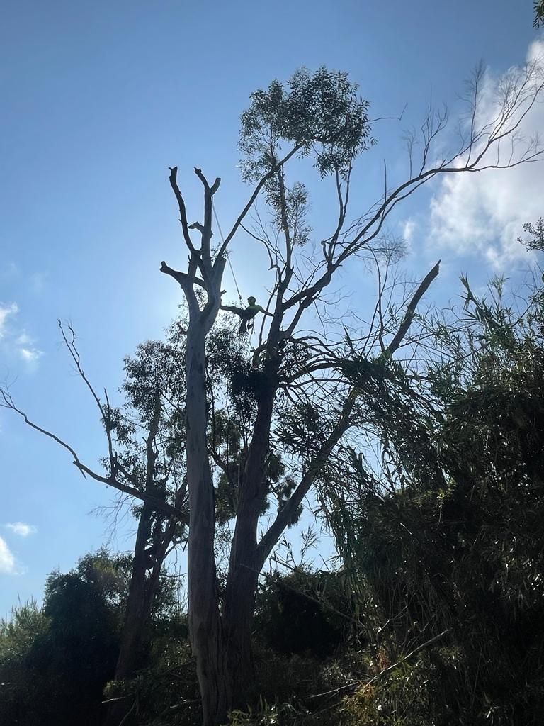 Un árbol con un cielo azul al fondo
