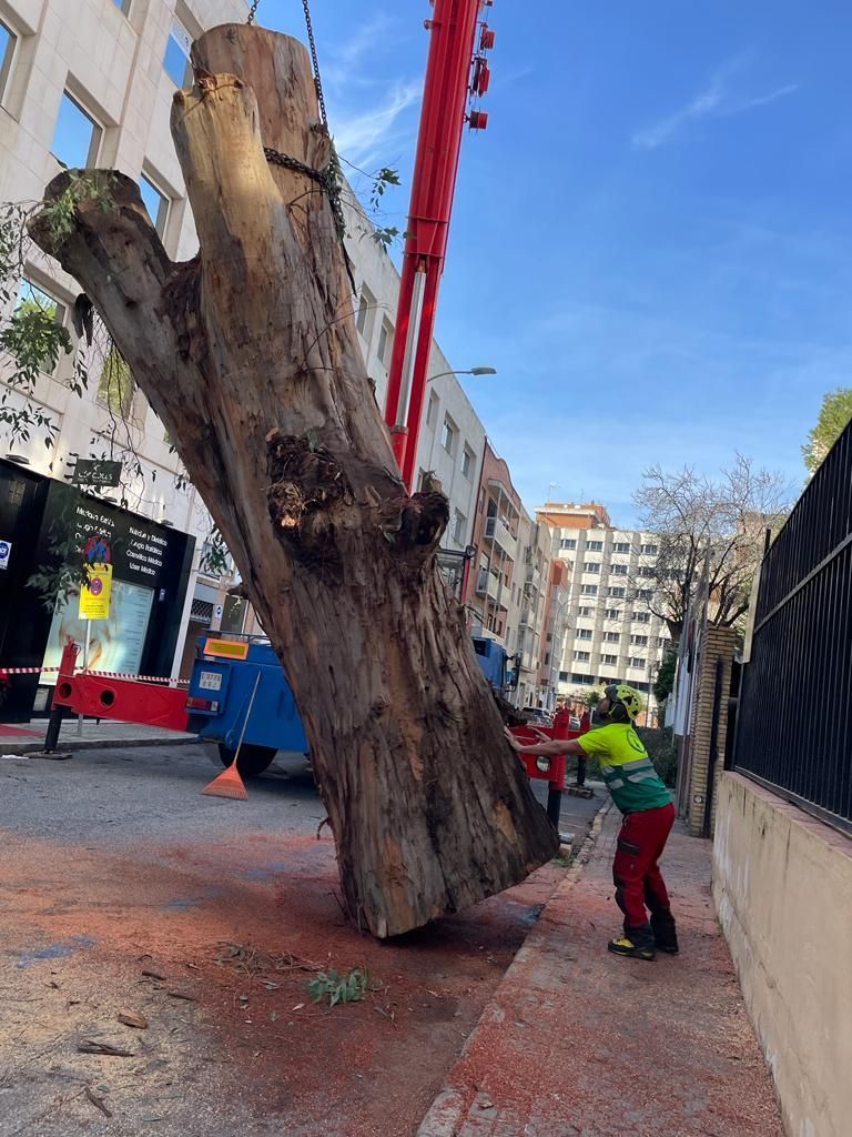Un gran tocón de árbol está siendo levantado por una grúa.