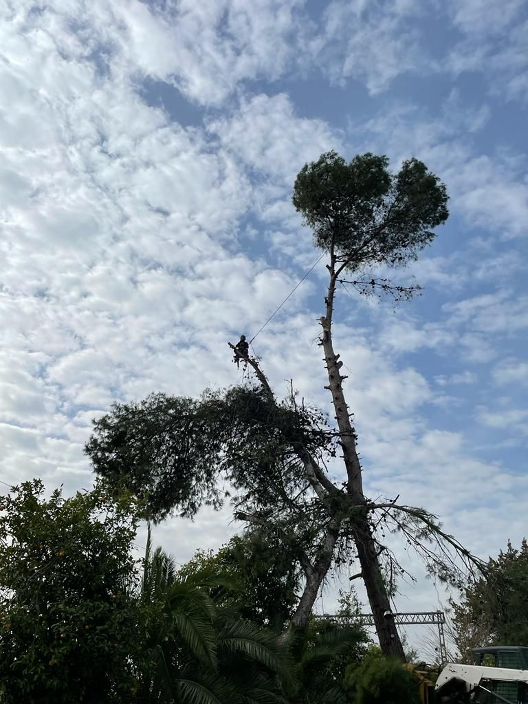 Un hombre está trepando un árbol con una grúa al fondo.