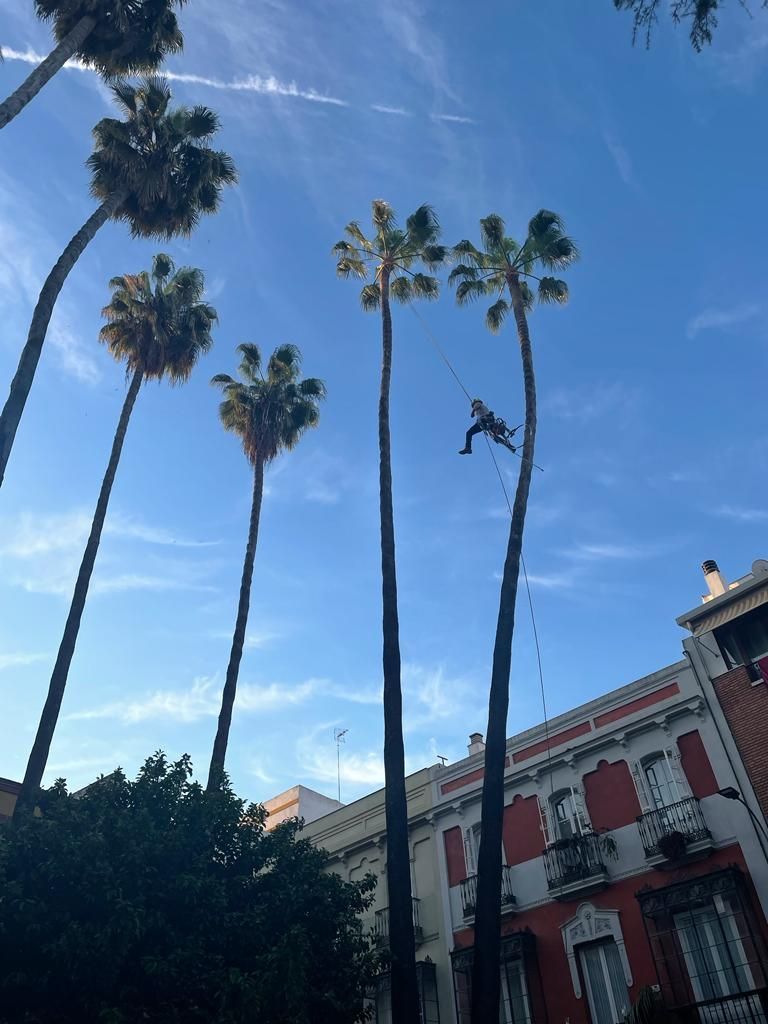 Un hombre vuela por el aire entre dos palmeras.