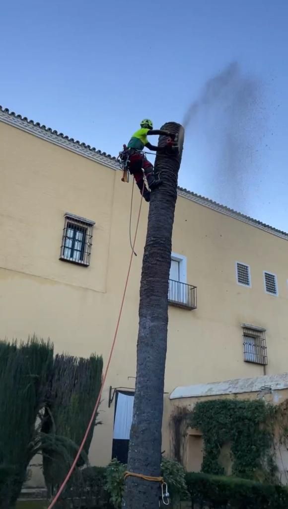 Un hombre está trepando un árbol frente a un edificio.