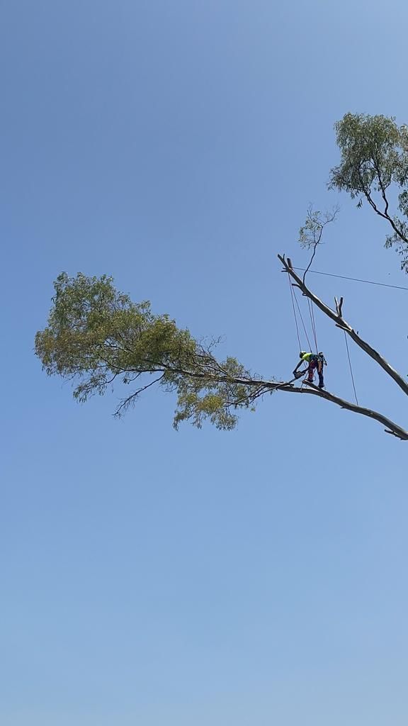 Un hombre está cortando una rama de árbol con una motosierra.