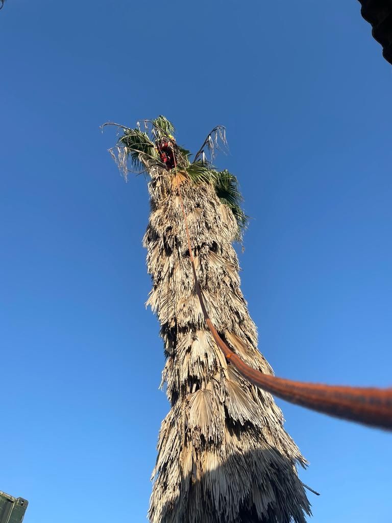 Una persona está parada junto a un árbol alto con un cielo azul en el fondo.