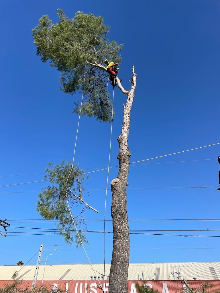 Un hombre está trepando a un árbol frente a un edificio que dice simplemente