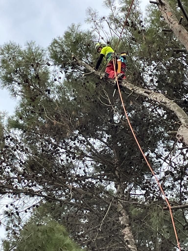 Un hombre está trepando un árbol con una cuerda.