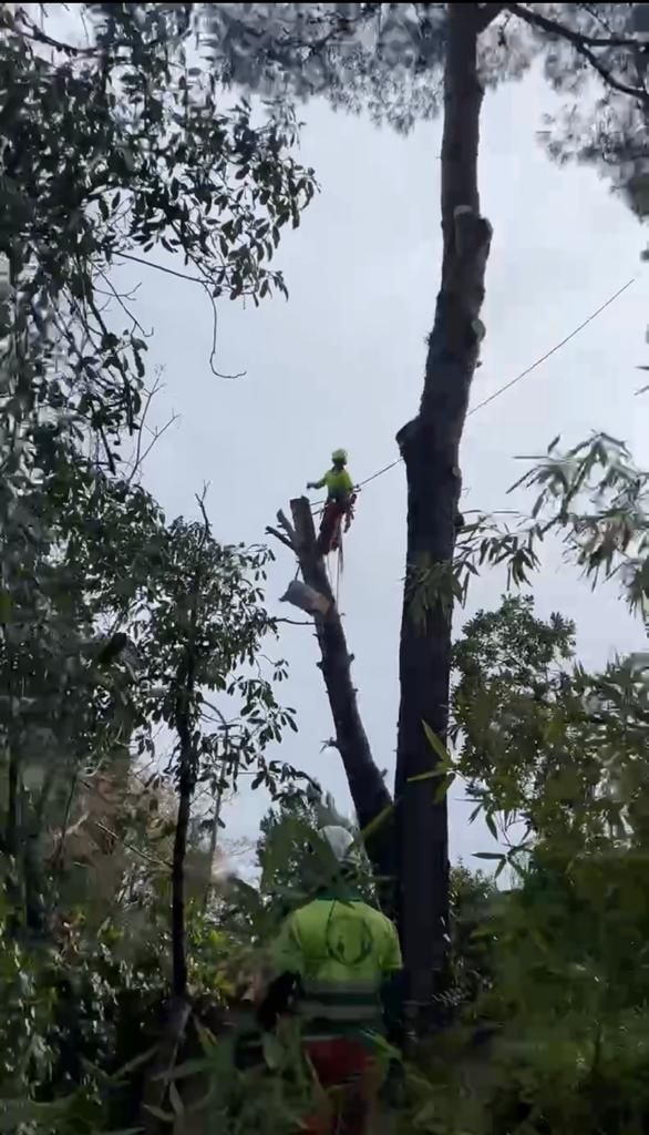Un hombre está trepando un árbol con una motosierra.