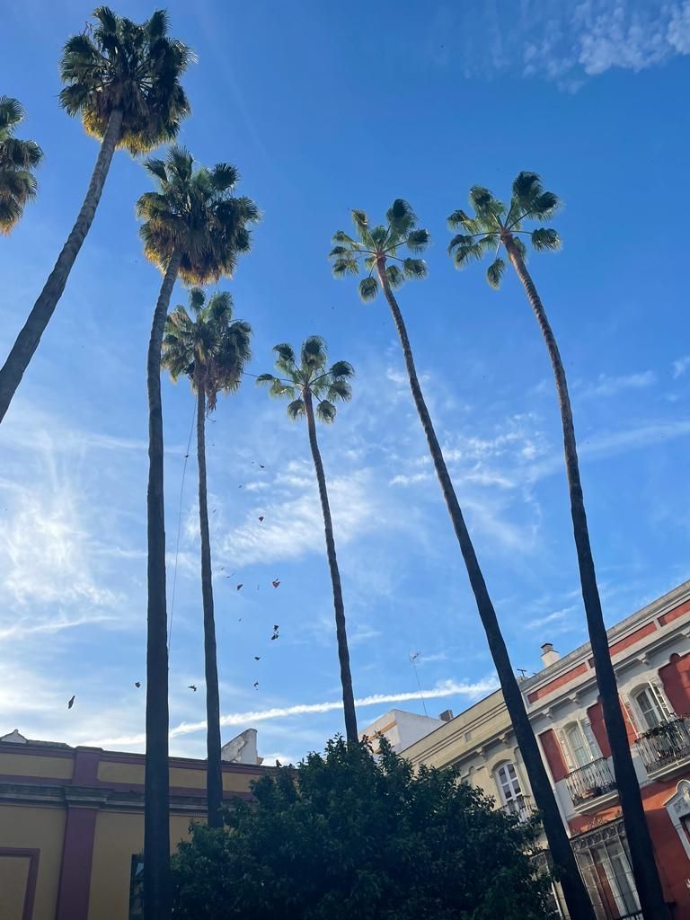 Una hilera de palmeras altas contra un cielo azul