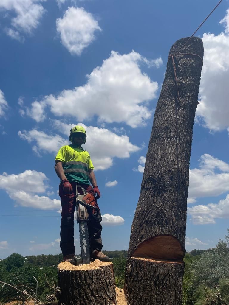 Un hombre está parado en un tocón de árbol con una motosierra.