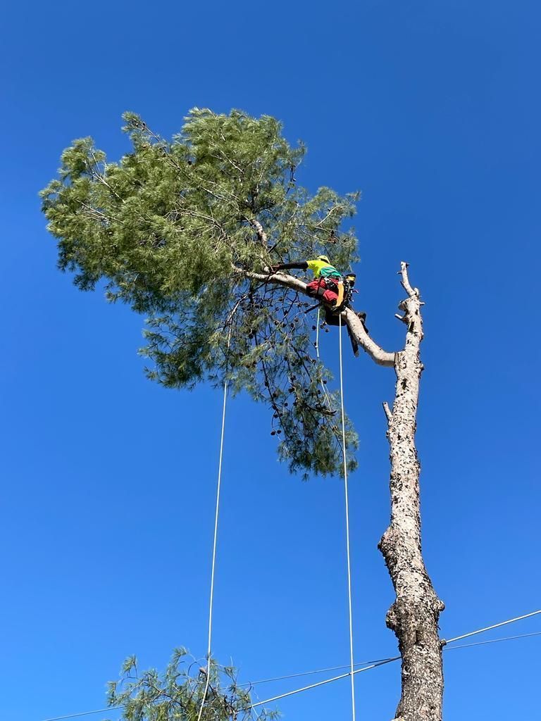 Un hombre está trepando un árbol con una motosierra.