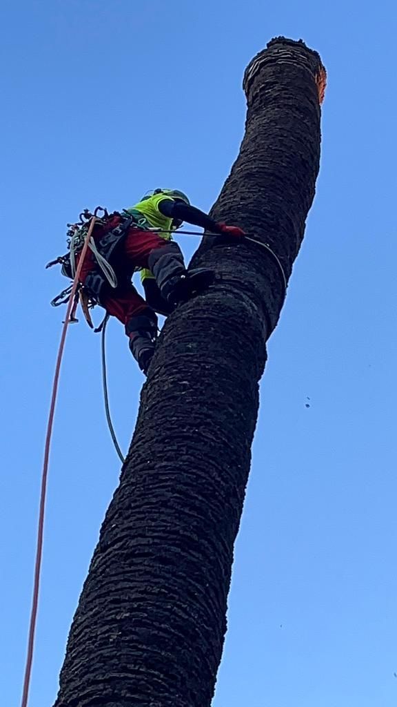 Un hombre está trepando un árbol con una motosierra.